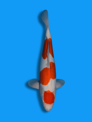 Doitsu Maruten Kohaku | Koi&Co.